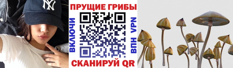 купить наркотики цена  дарк нет формула  Галлюциногенные грибы Psilocybe  Поворино 
